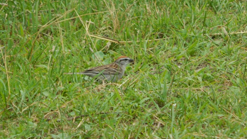 Chipping sparrow perched on green grass