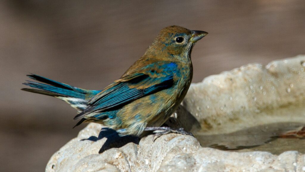 Indigo Bunting perched on the edge of a concrete birdbath