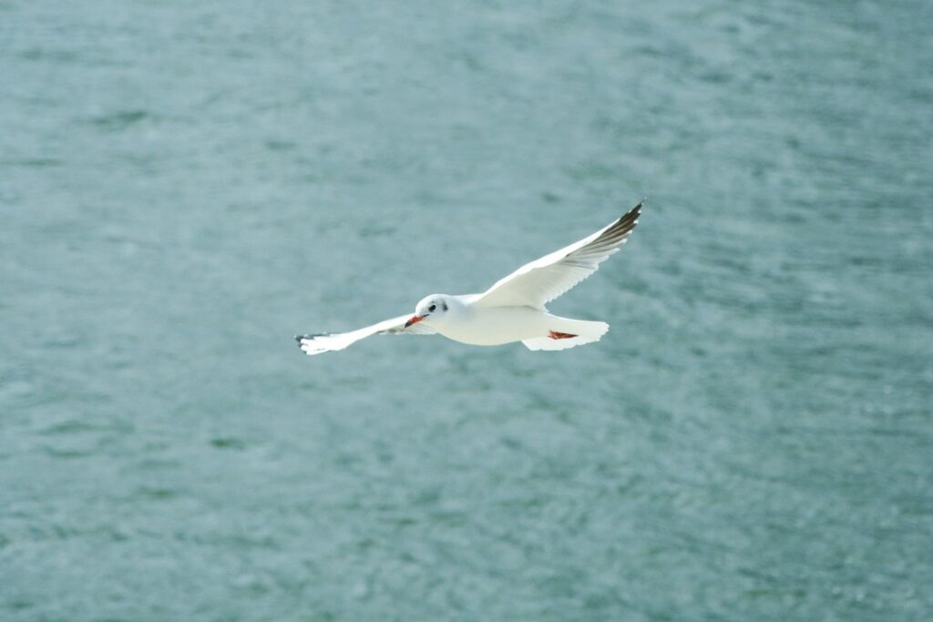 A Black-headed Gull gracefully flies over the water.