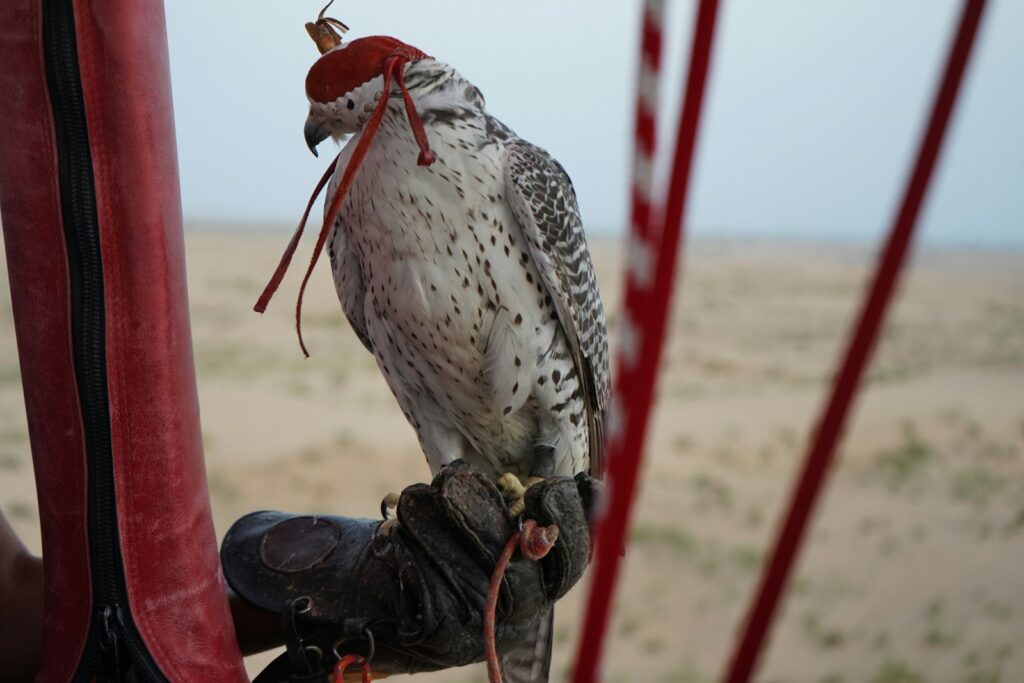 A Peregrine Falcon with a hood, perched on a gloved hand.
