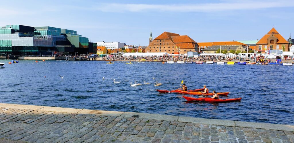 People kayak on the water with swans in the foreground.