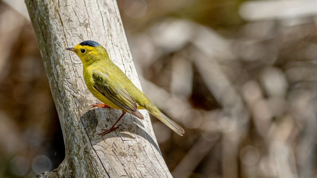 Wilson’s Warbler with black cap perched on a tree branch