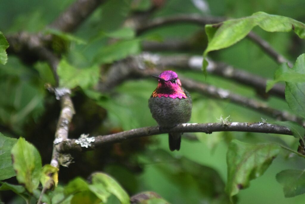 Anna's Hummingbird with a vibrant pink head perches on a branch.