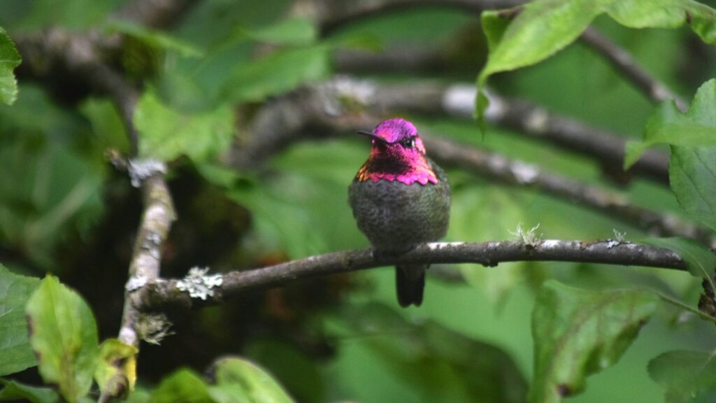 Anna's Hummingbird with a vibrant pink head perches on a branch.