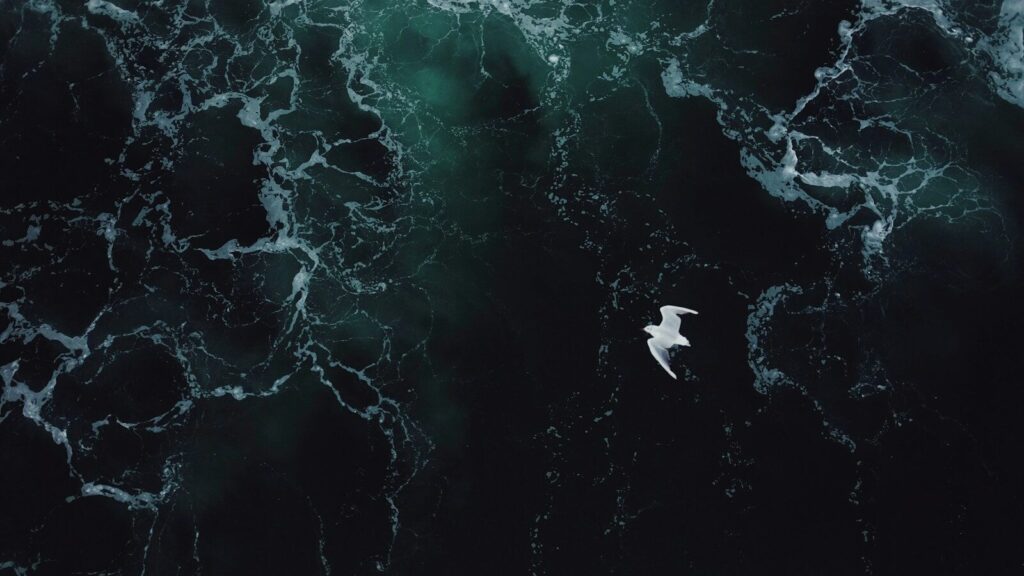 White bird soaring above wavy dark ocean waters.