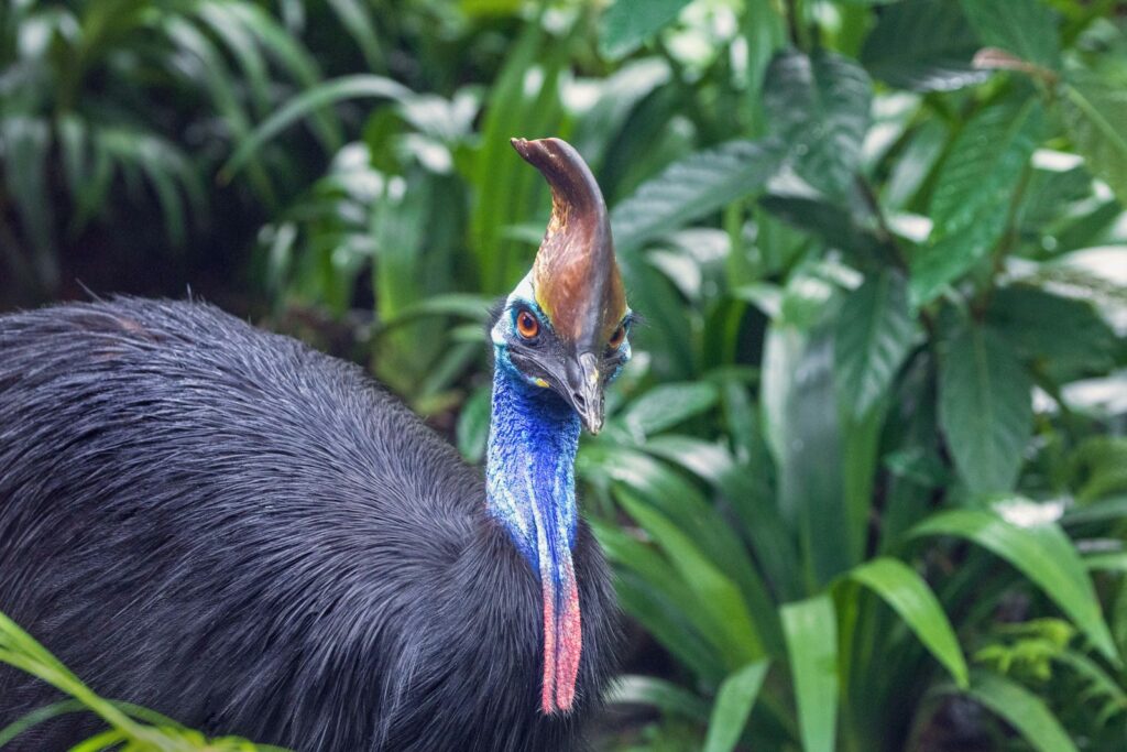 A Cassowary stares forward, its blue neck and casque prominent against green foliage.