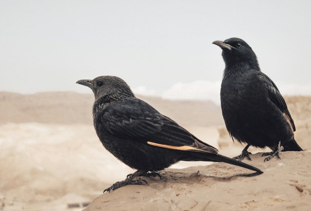Two Tristram's Starlings, one showing a hint of orange on its wing.