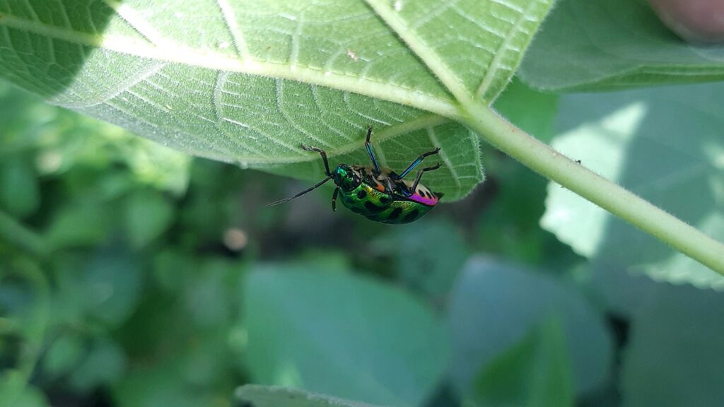 colorful jewel bug resting under shade of a leaf in a green garden