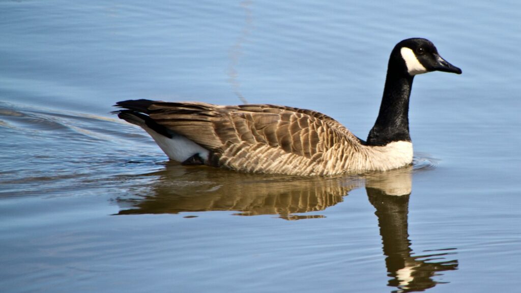 Canada goose swimming on the surface of water