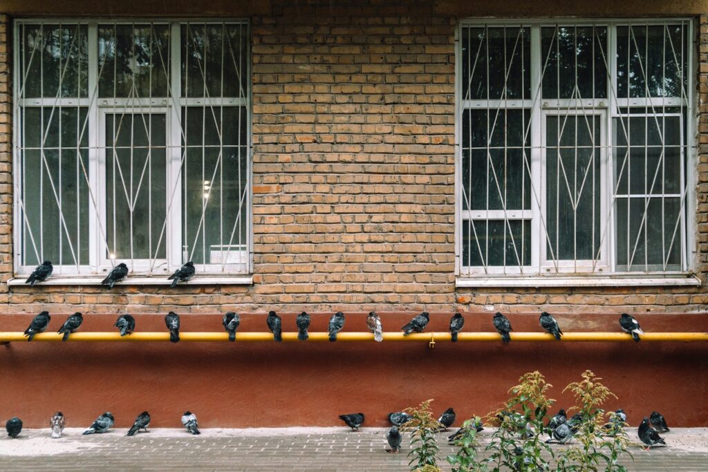 A flock of birds sitting on the side of a building.
