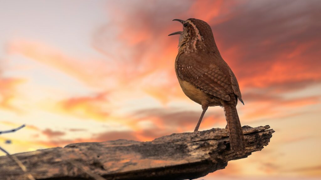 Wren perched on a piece of wood singing against a twilight sky