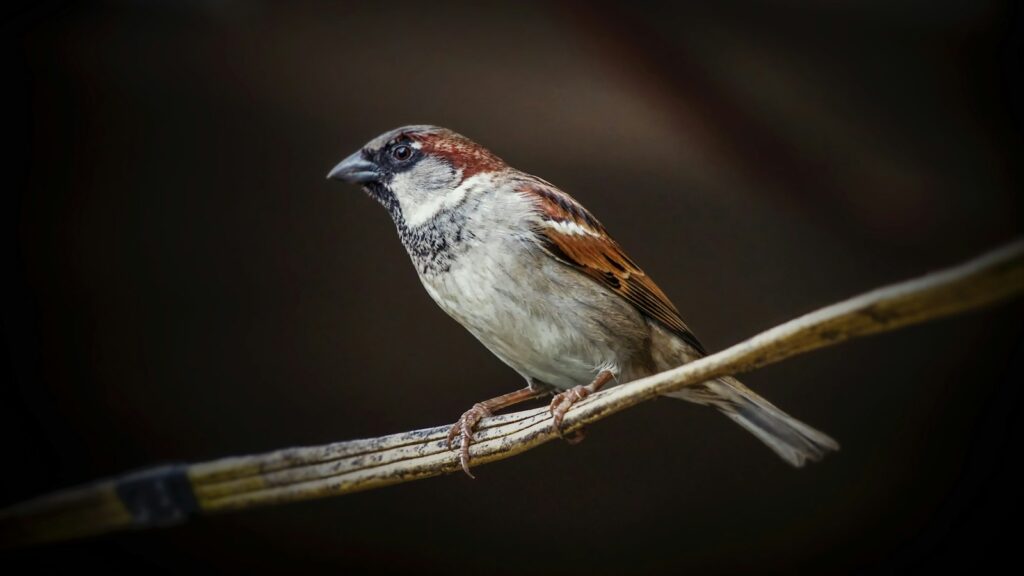 A house sparrow with brown, white, and black feathers perches on a thin branch.