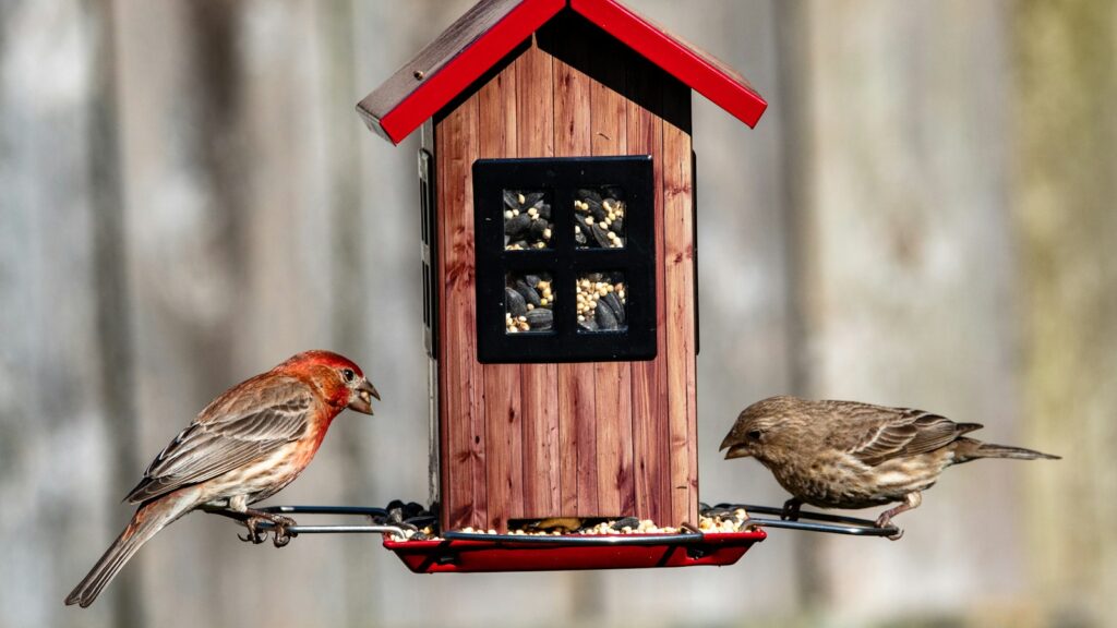 Two birds feeding on opposite sides of a house-shaped bird feeder in a backyard