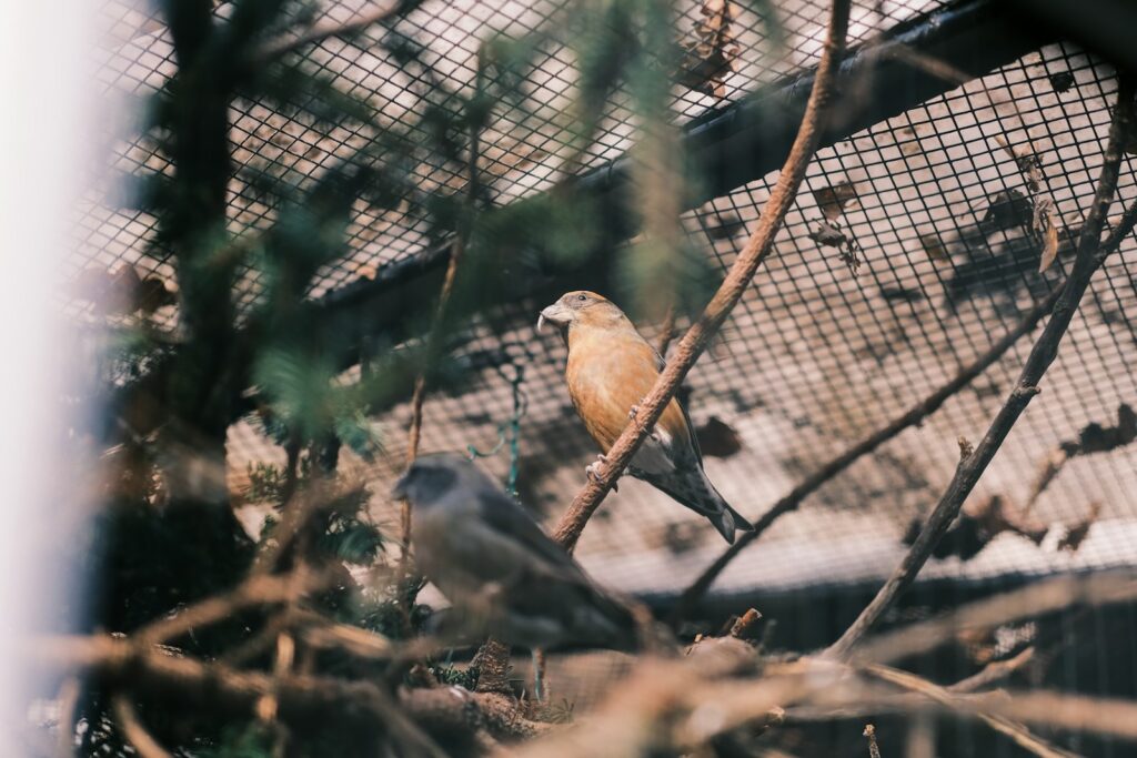 a bird perched on a branch in a tree