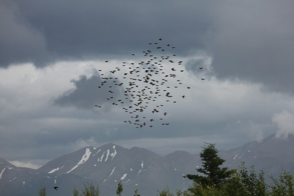 A Common starling flock forms a dark shape against a cloudy sky and mountains.