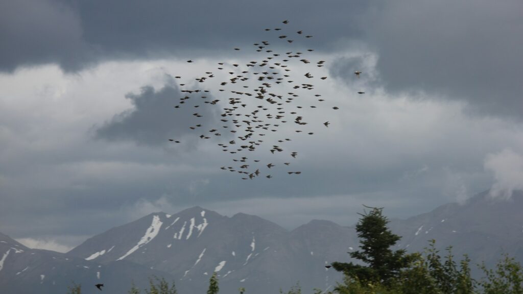 A Common starling flock forms a dark shape against a cloudy sky and mountains.