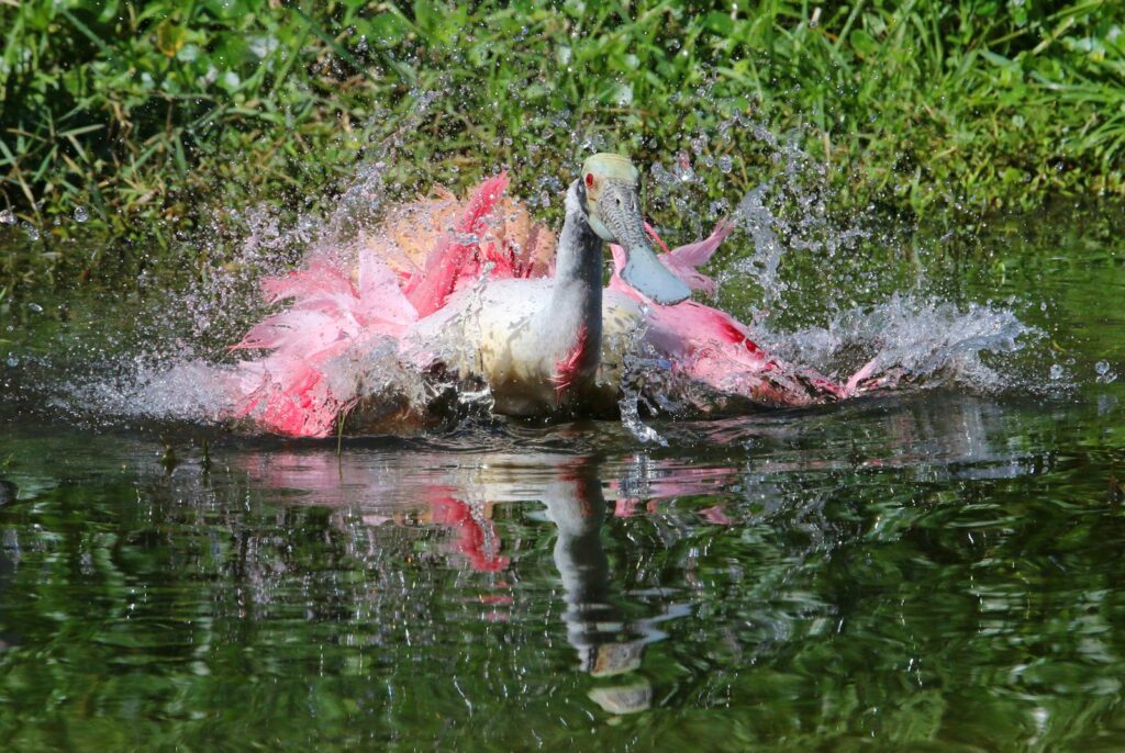 A Roseate Spoonbill splashes in the water.