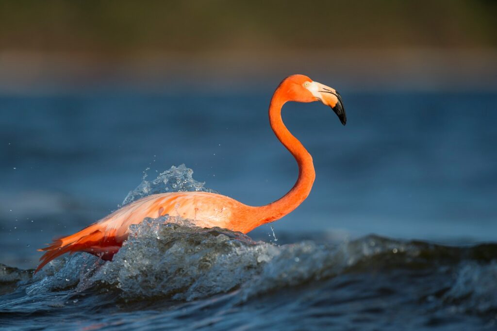 A vibrant pink flamingo with a curved neck stands in clear water.