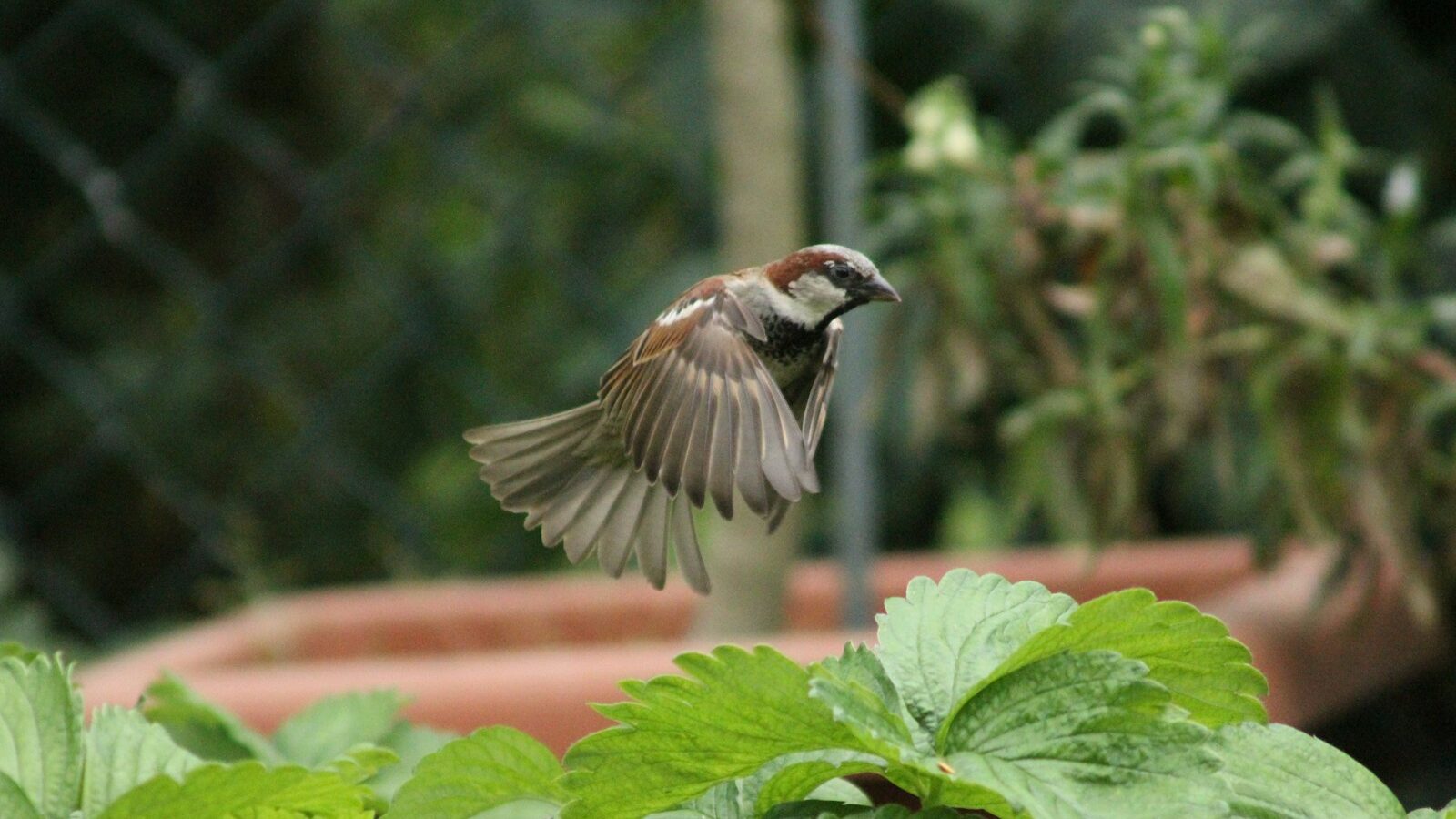 Flying bird captured mid-air above a garden plant