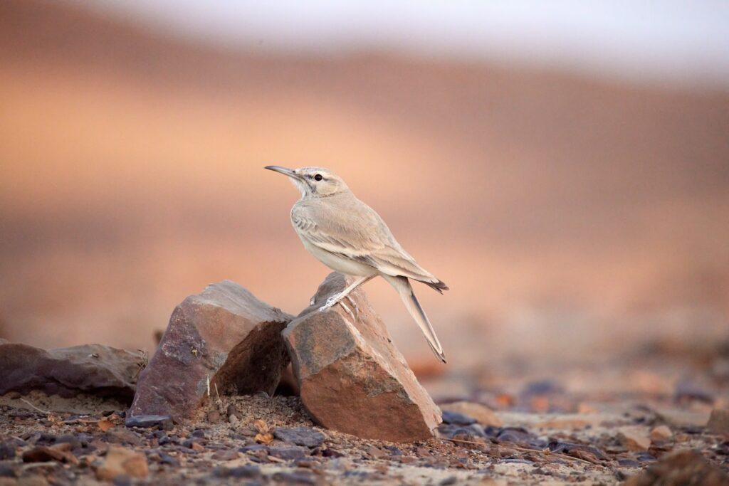 A Greater Hoopoe-Lark perched on a rock in a desert landscape.