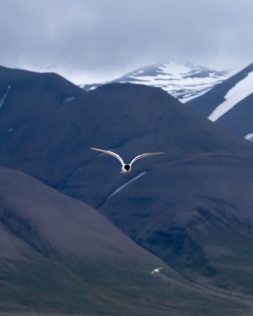 Arctic Tern soaring over mountain range