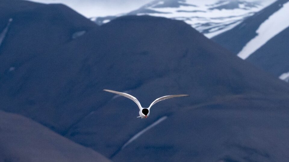 Arctic Tern soaring over mountain range
