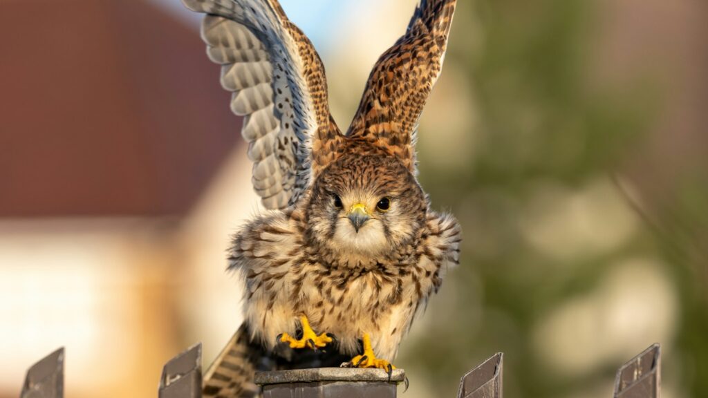 Juvenile kestrel perched on top of a metal post