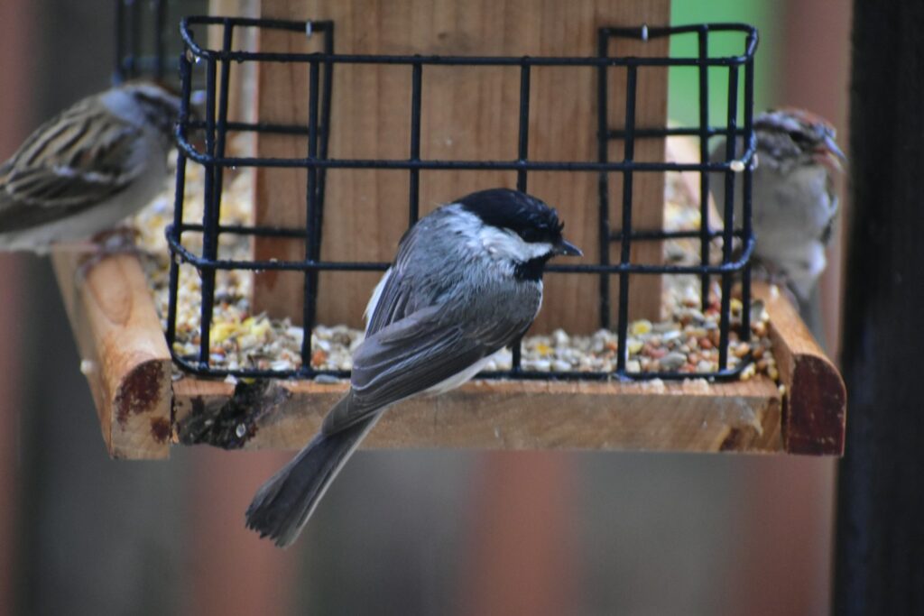 A Carolina Chickadee perches on a feeder, its black cap and grey body visible.