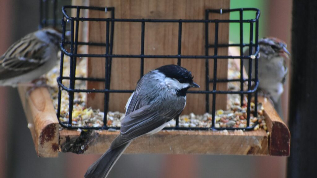 A Carolina Chickadee perches on a feeder, its black cap and grey body visible.