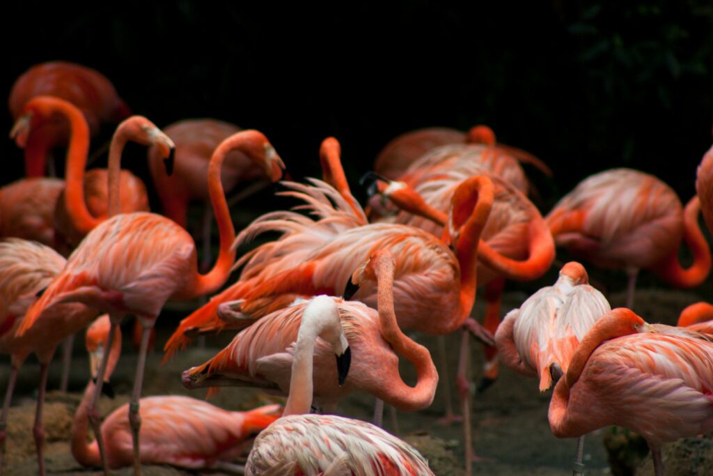 A group of pink flamingos with dark beaks stands close together.