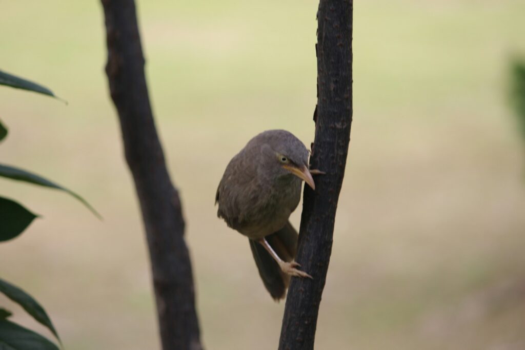 Brown Jungle babbler perches on a dark branch.