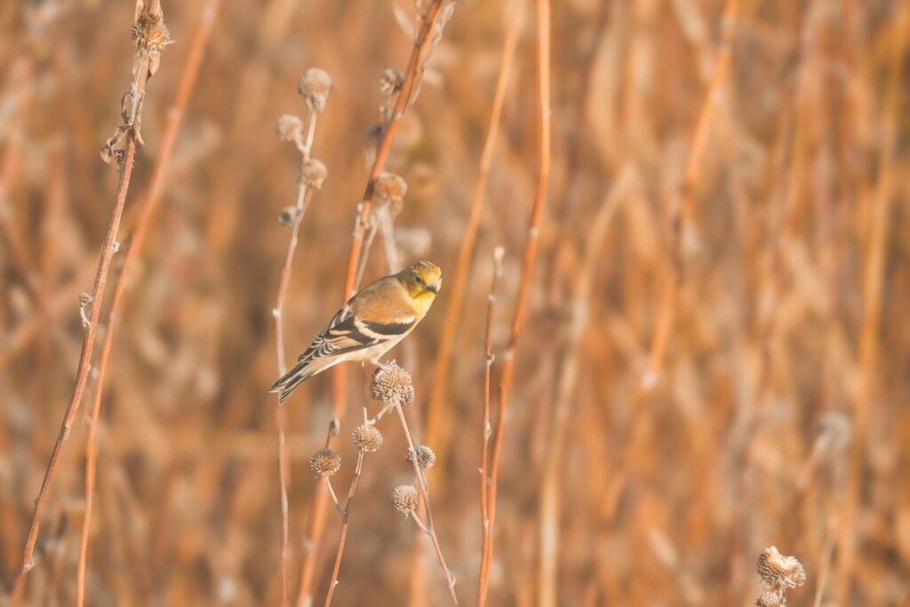 An American goldfinch in its duller winter plumage perches on a dried seed head.