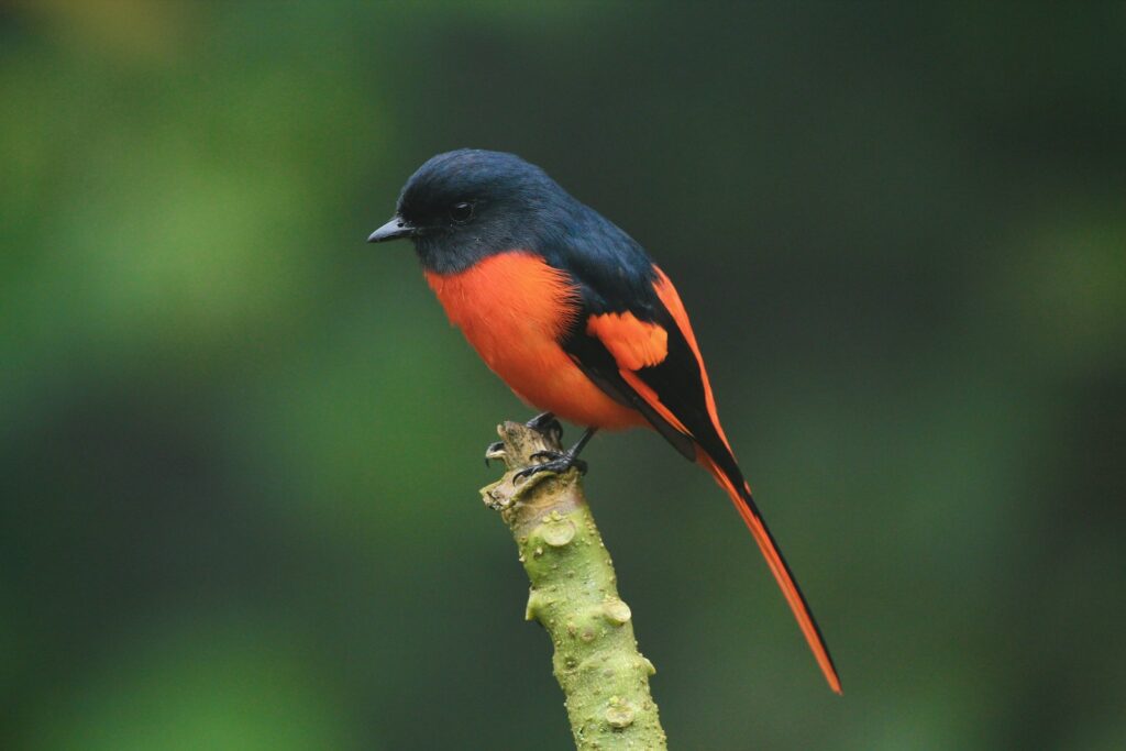 A Scarlet Minivet perches on a small, textured branch.