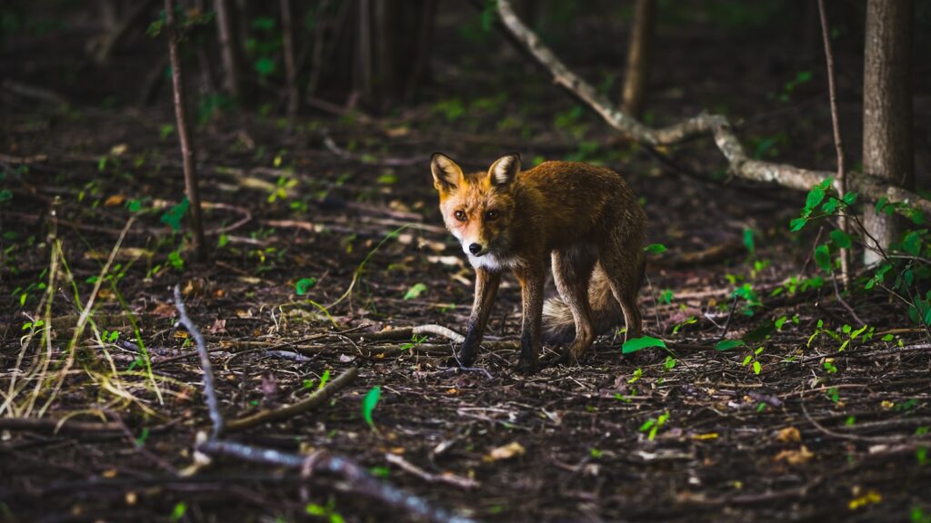 Fox standing alert in a dense forest