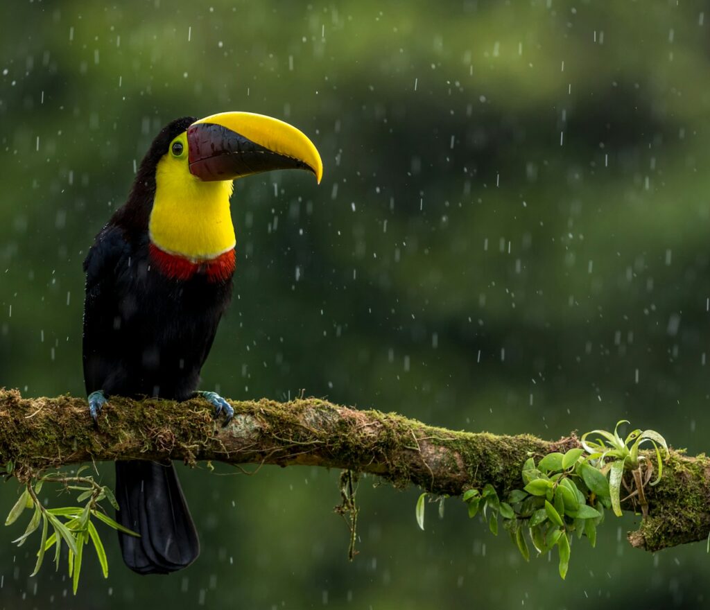 A Chestnut-mandibled Toucan perches on a mossy branch during a rain shower.