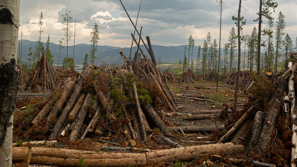 Wooden logs cut and placed on forest ground