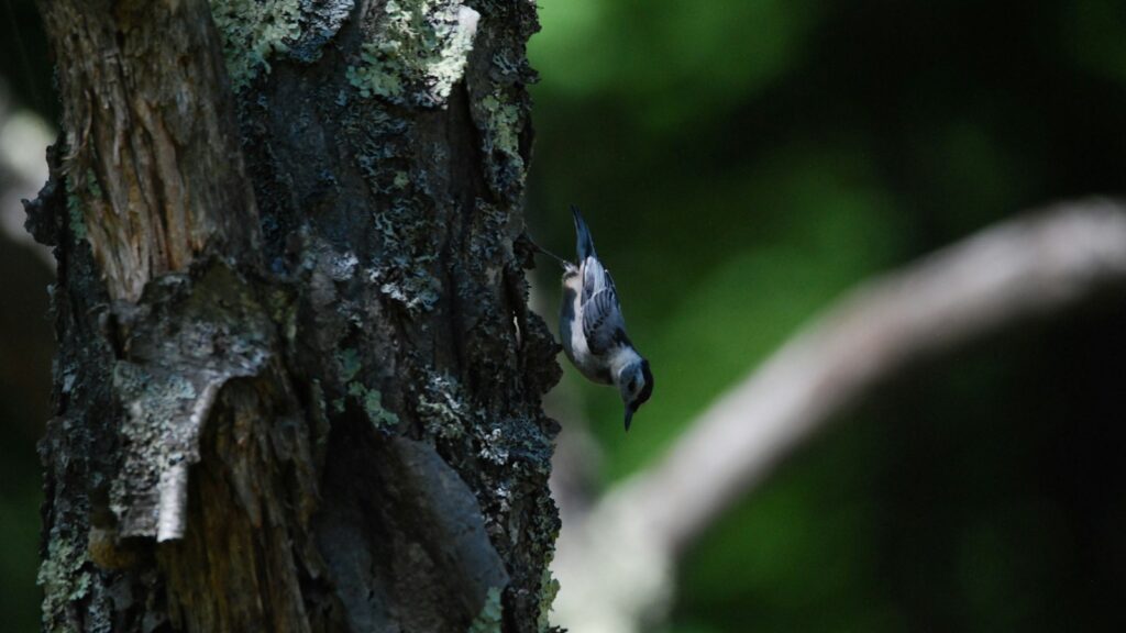 Nuthatch bird climbing headfirst down a tree trunk