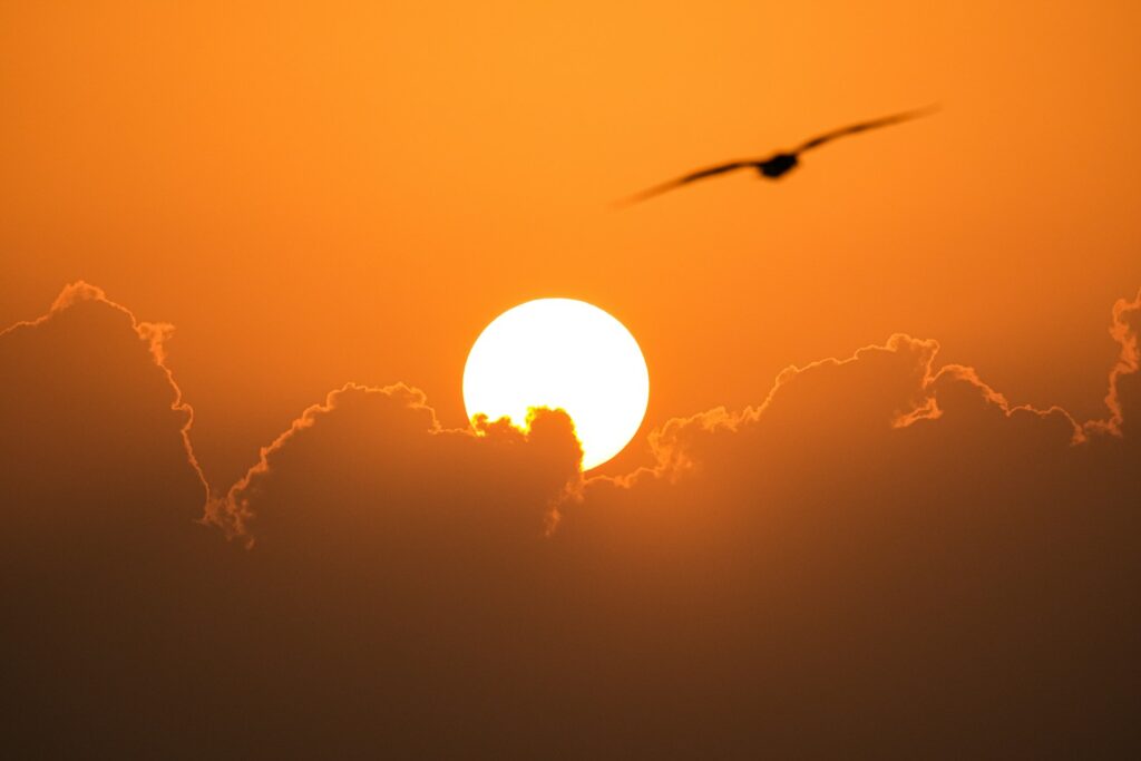 A Brahminy Kite flies across a bright orange sky with the sun partially obscured by clouds.