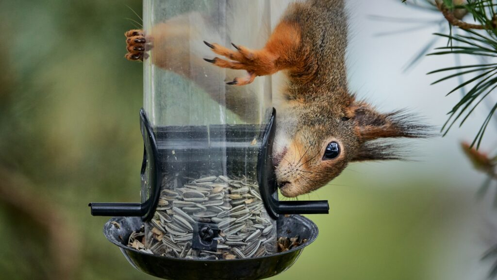 Squirrel attempting to reach seeds from a hanging bird feeder