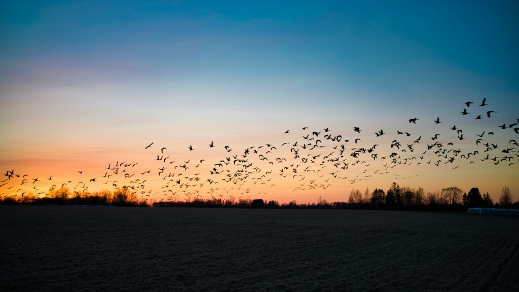 Silhouette of birds flying over treetops at sunset