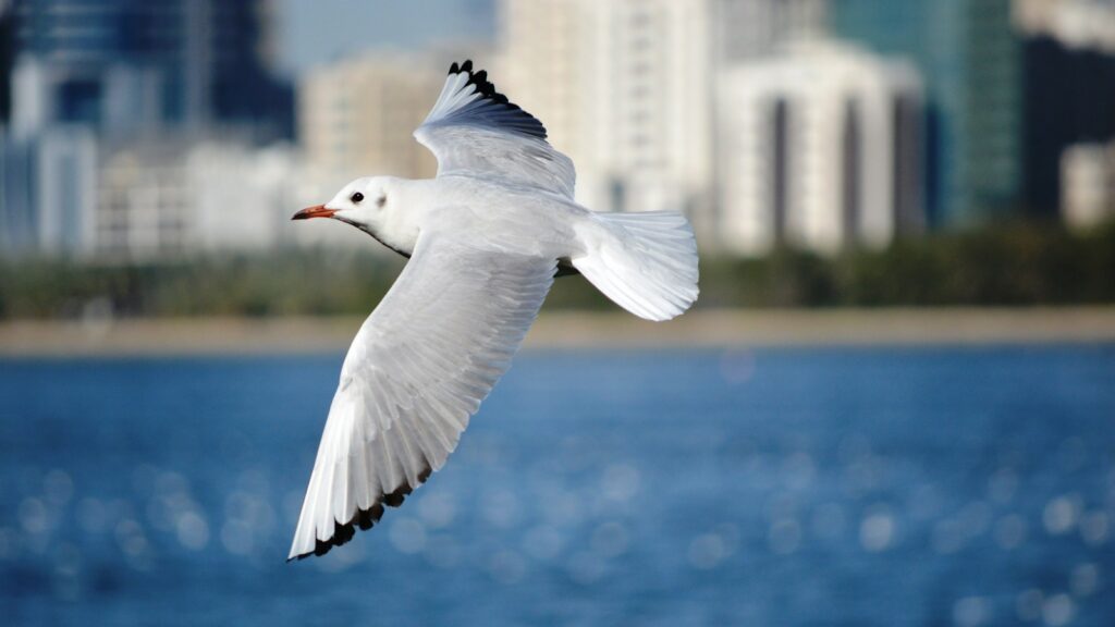 shallow focus photography of seagull flying above water