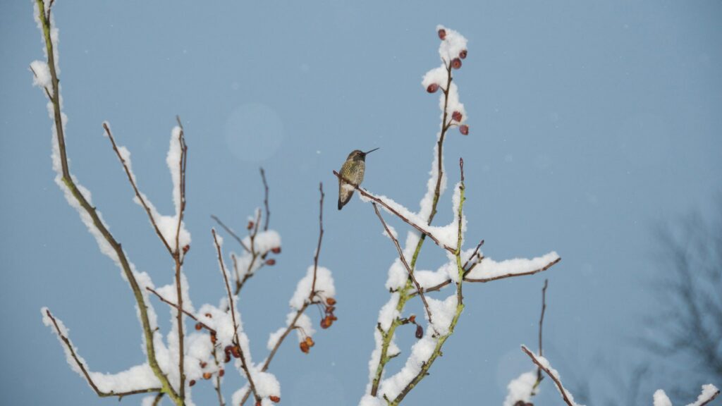 Hummingbird perched on a bare branch during a cold winter day