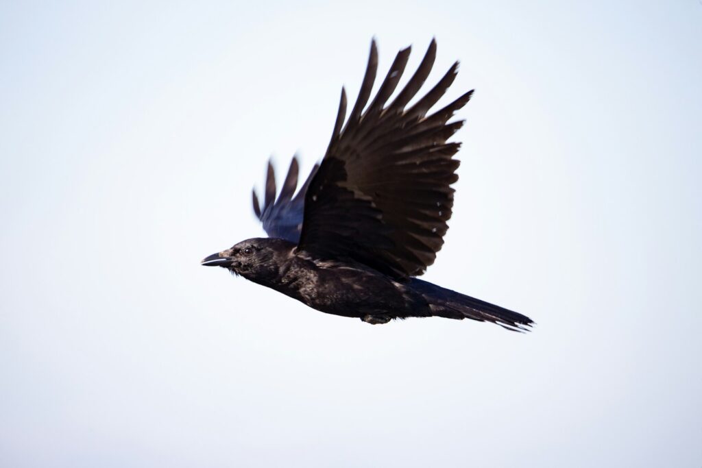 A flying American crow with its wings spread.