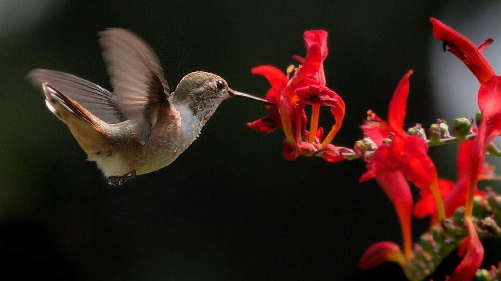 Brown hummingbird feeding on nectar from a vibrant red flower