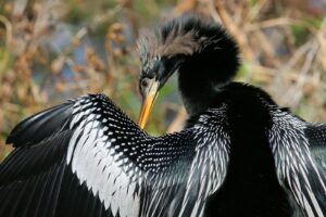 An Anhinga preens its patterned feathers near a blurred background.