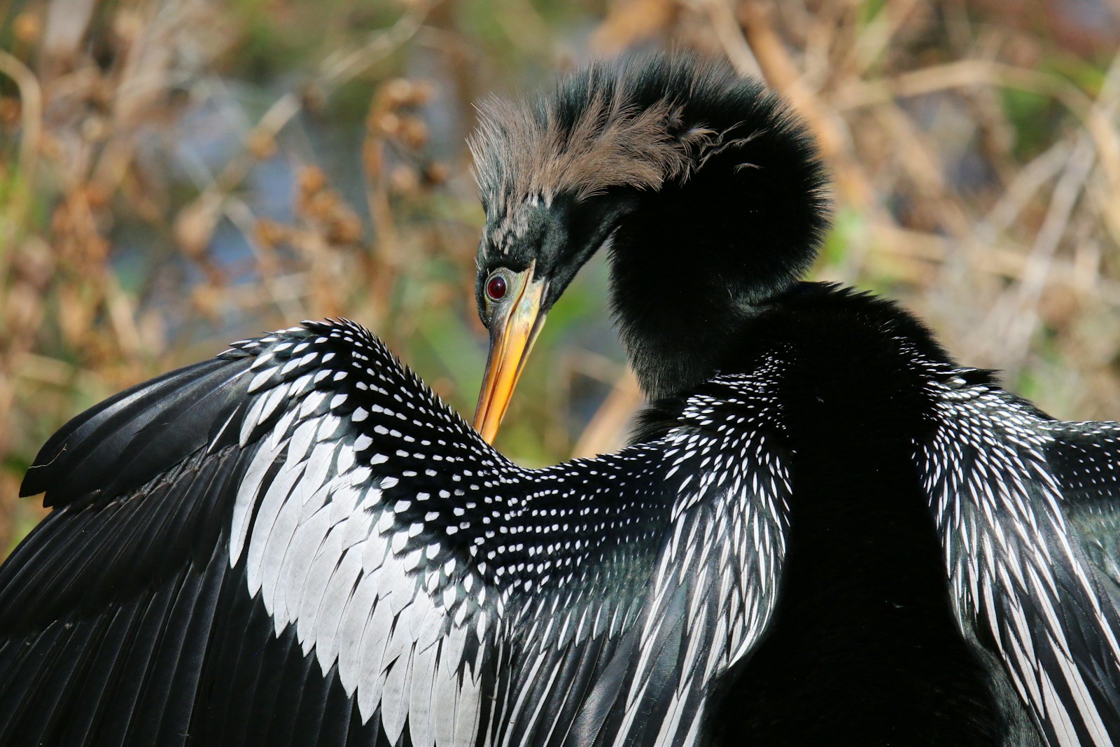 An Anhinga preens its patterned feathers near a blurred background.