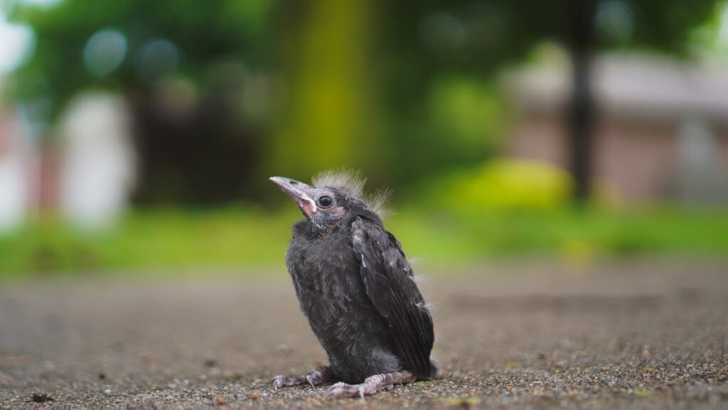 Baby black bird sitting on concrete ground