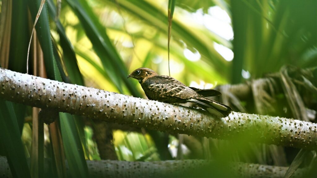 Nightjar perched on a branch surrounded by dense foliage