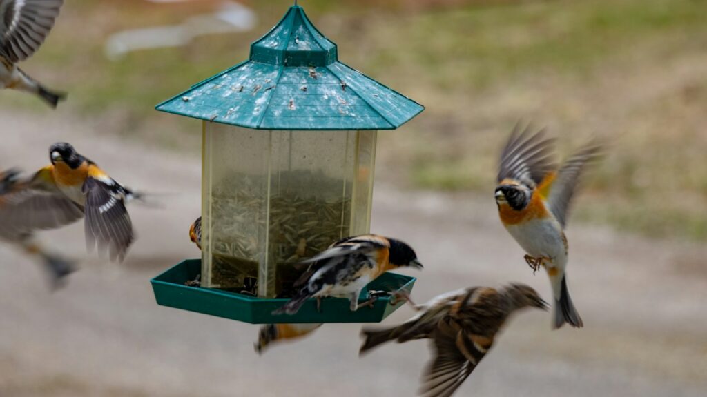 Bramblings flying around a bird feeder with one perched on the side
