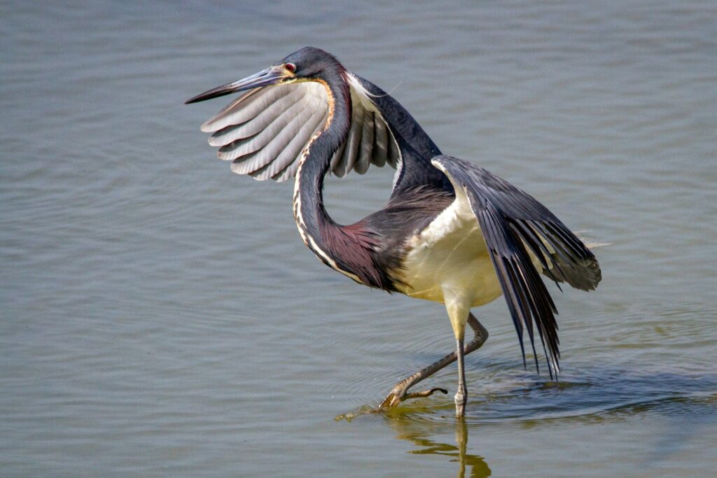 A bird with it's wings spread standing in the water.